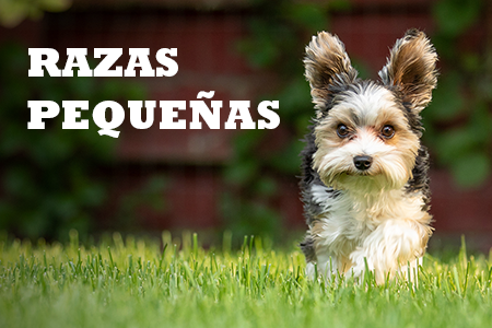 Alimentación natural para razas pequeñas y mini